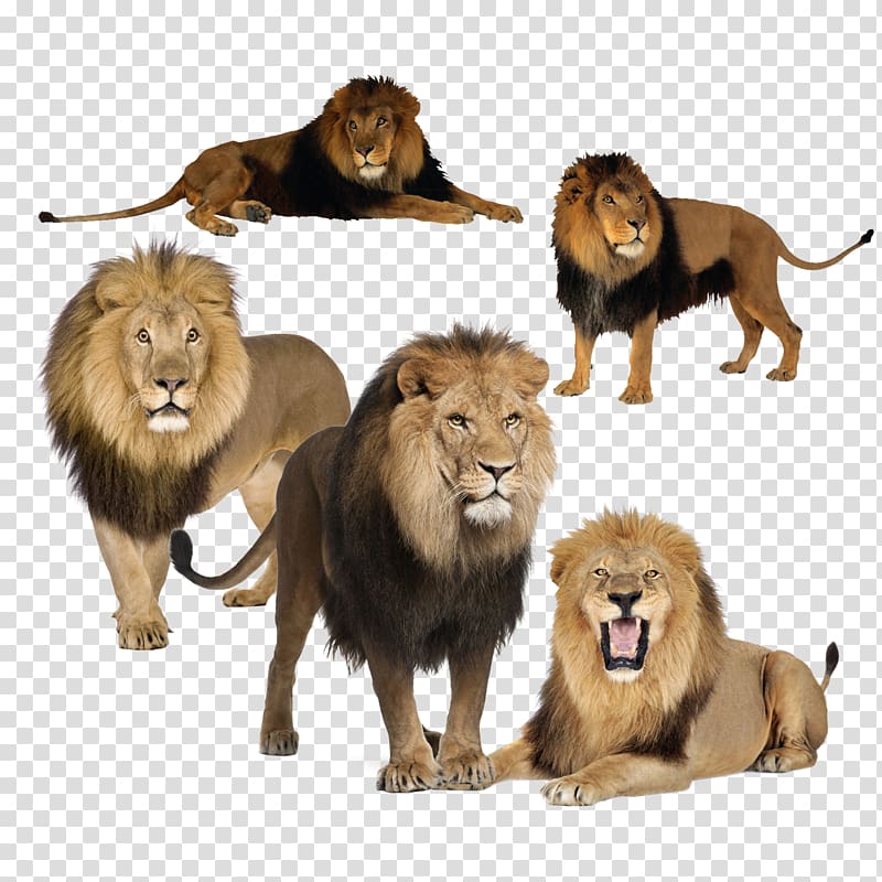 Learning Understanding Education, Lion Creative transparent background PNG clipart