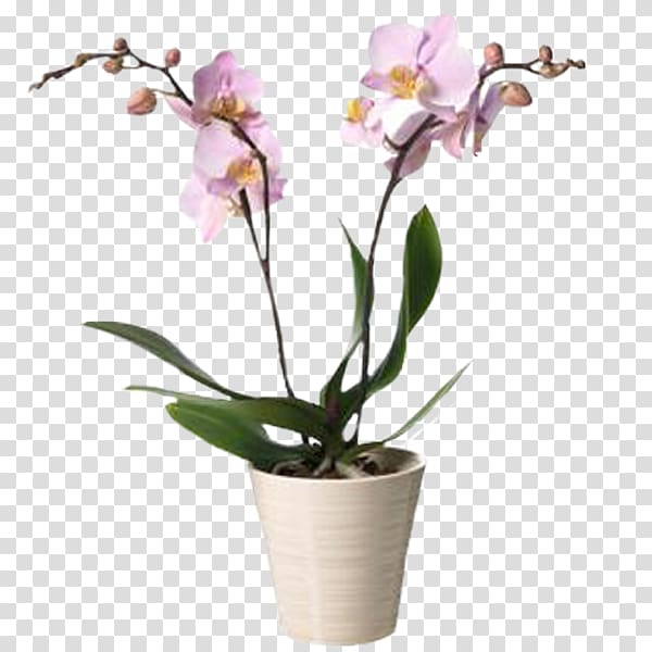 Moth orchids Interflora Cut flowers, flower transparent background PNG clipart