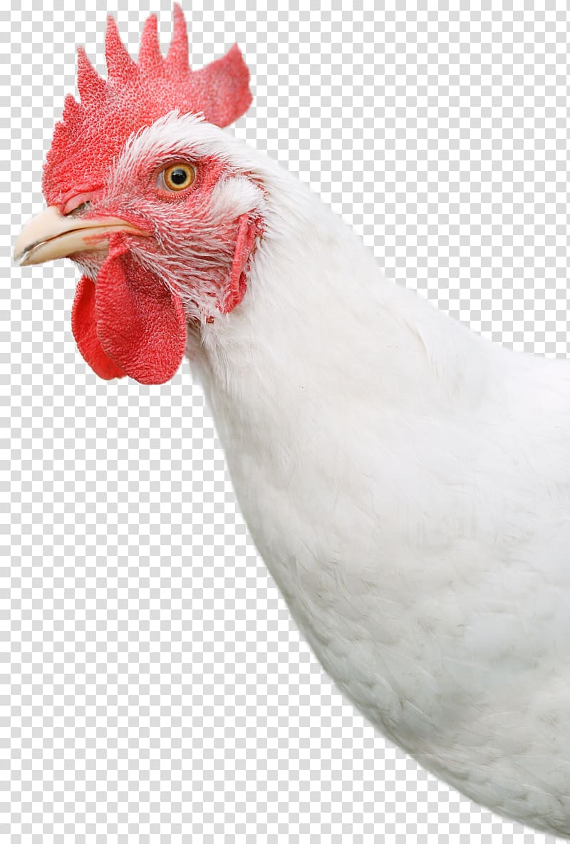 Rooster Bresse Gauloise Chicken as food Hen Egg, Egg transparent background PNG clipart