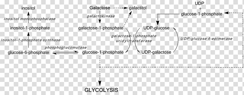 UDP-glucose 4-epimerase Galactose epimerase deficiency Galactosemia Uridine diphosphate glucose, others transparent background PNG clipart
