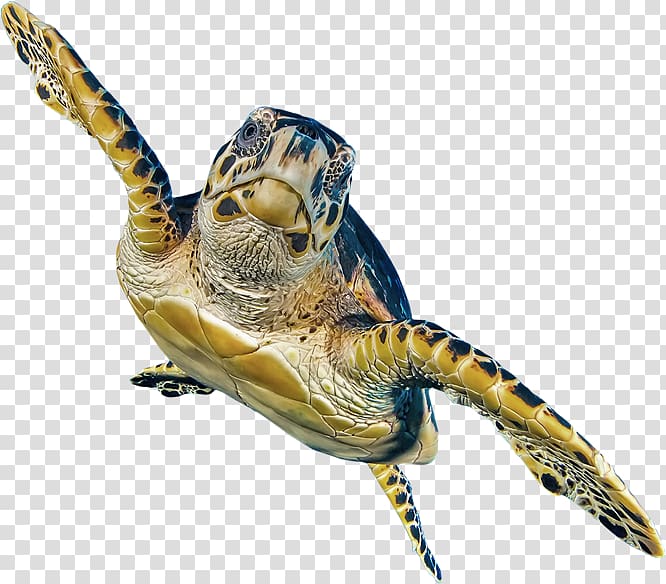 Pond turtles Stratego Branding Tortoise Sea turtle, Case Mix transparent background PNG clipart