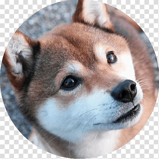 Shiba Inu American Akita Dog breed Japan, japan transparent background PNG clipart