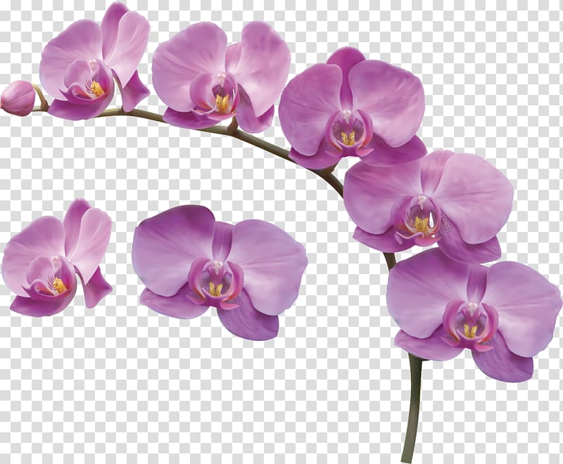 purple flowers, Encapsulated PostScript Cdr , orchids transparent background PNG clipart