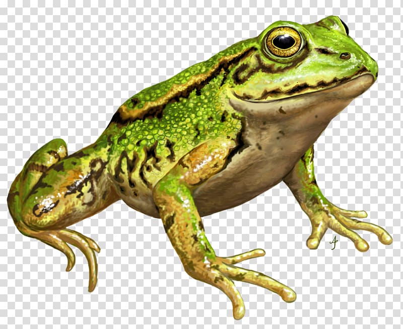 American bullfrog Amphibians Edible frog , Raven Totem transparent background PNG clipart