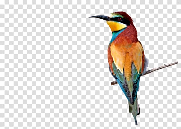 Bee-eater Hummingbird M PaintShop Pro Tutorial, others transparent background PNG clipart