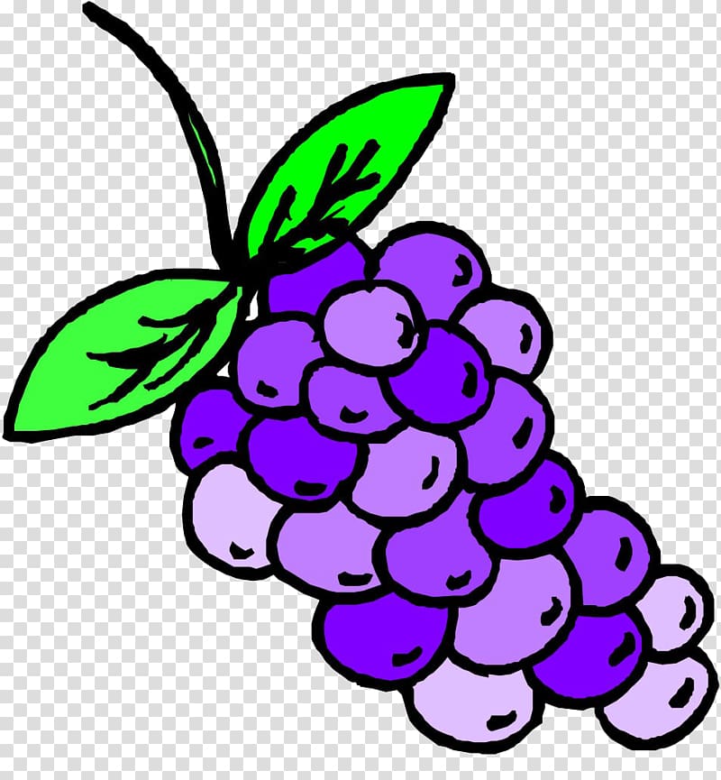 Grape Auglis , Hand-painted grapes transparent background PNG clipart