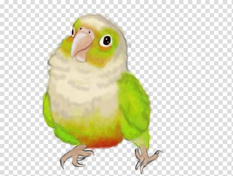 Budgerigar Parrot Lovebird Conure, parrot transparent background PNG clipart
