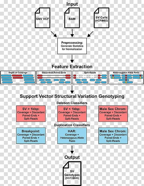 Structural variation Genotyping Genotype Genetic variation Libraries.io, delimiter transparent background PNG clipart