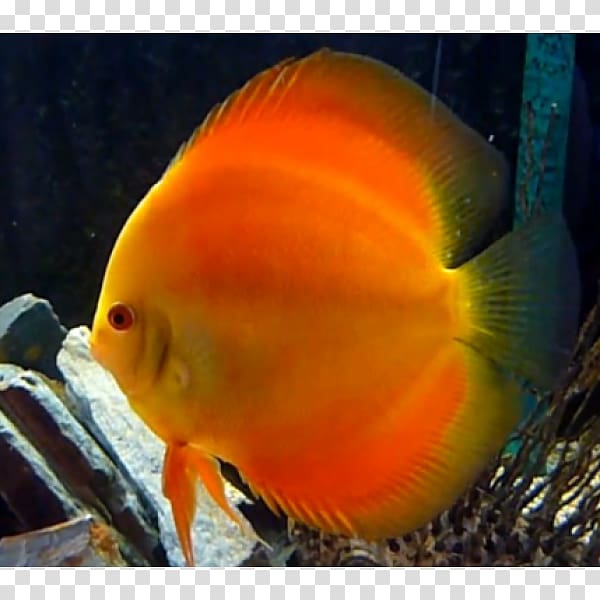 Aquariums Feeder fish Goldfish Siamese fighting fish, Symphysodon Aequifasciatus transparent background PNG clipart
