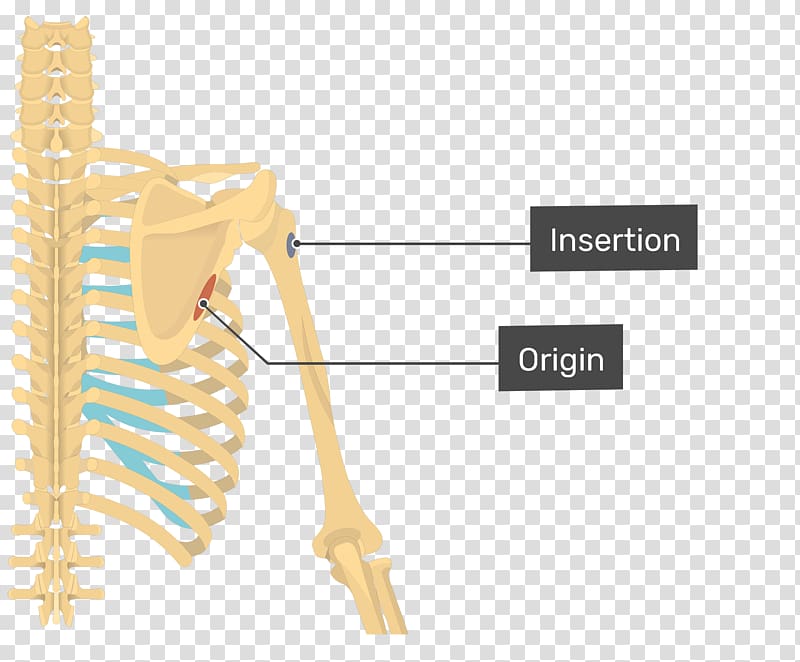 Latissimus dorsi muscle Teres major muscle Teres minor muscle Origin