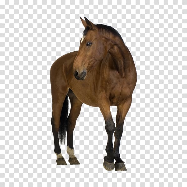 Horse Foal Mare , horse transparent background PNG clipart