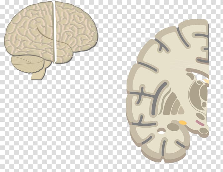 Multipolar neuron Brain Motor neuron Pyramidal cell, Brain transparent ...