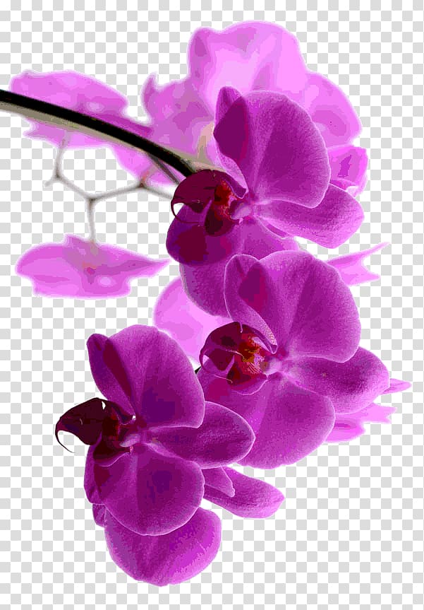 Moth orchids Dendrobium Pink M Flora, Mind And Body transparent background PNG clipart