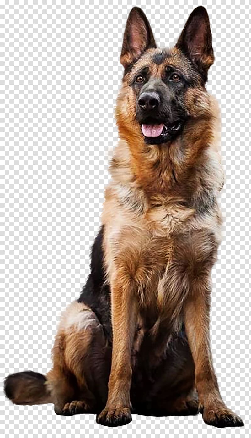 German Shepherd Dogs Puppy Labrador Retriever Dog breed, puppy transparent background PNG clipart