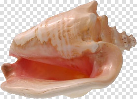 Conch transparent background PNG clipart