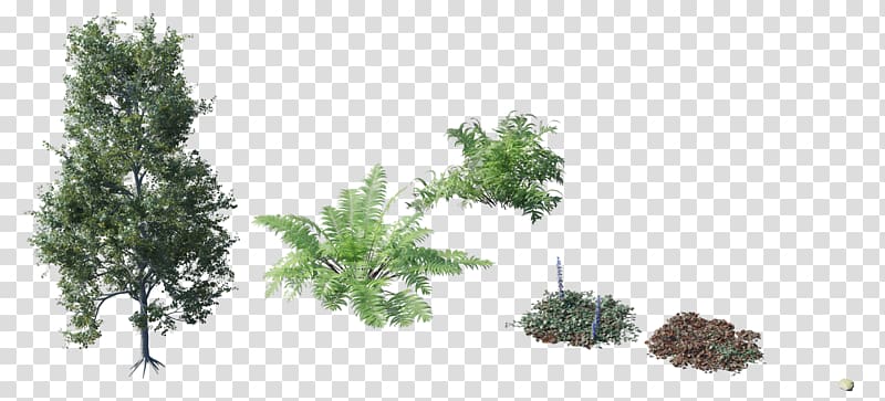 Tree Plant Shrub Forest, tree top transparent background PNG clipart