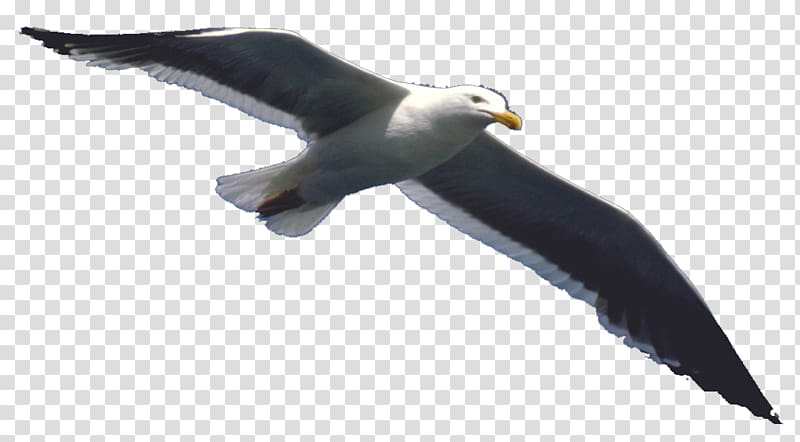 Flight Bird Airplane, eagle transparent background PNG clipart
