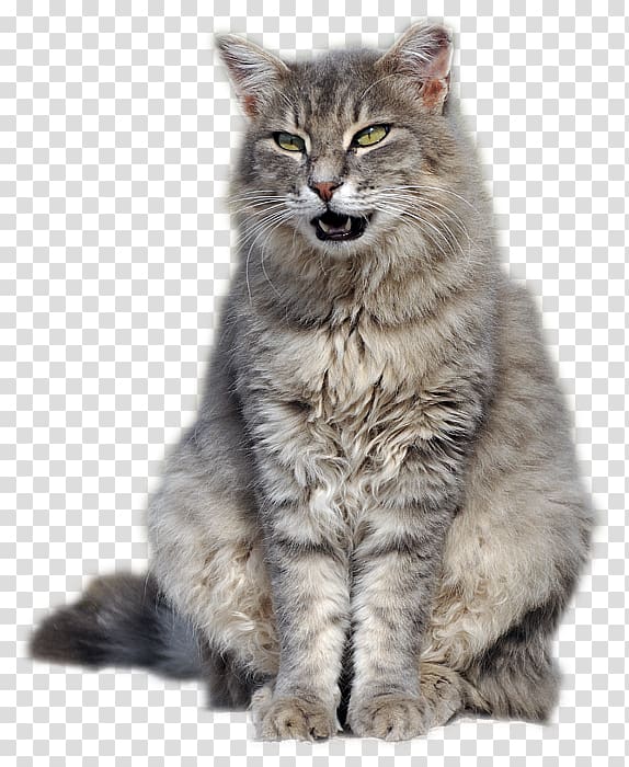 Siberian cat Nebelung Maine Coon Pixie-bob Norwegian Forest cat, others transparent background PNG clipart