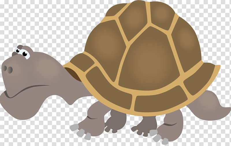 Turtle Collective noun Child Self-control, turtle transparent background PNG clipart