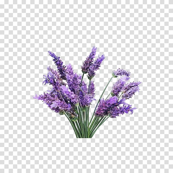 English lavender Flower Essential oil Lavender oil French lavender, flower transparent background PNG clipart