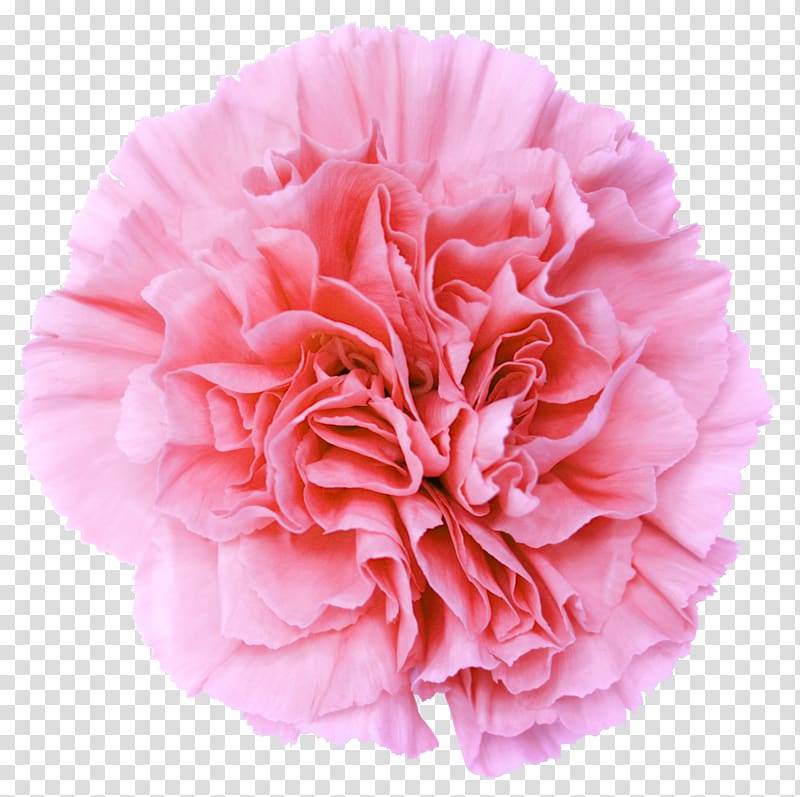 Pink flowers Carnation Desktop , colombian transparent background PNG clipart