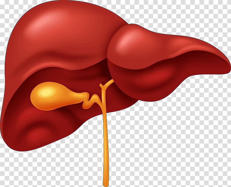 Liver Human body Organ Gallbladder Human digestive system, Liver human transparent background PNG clipart