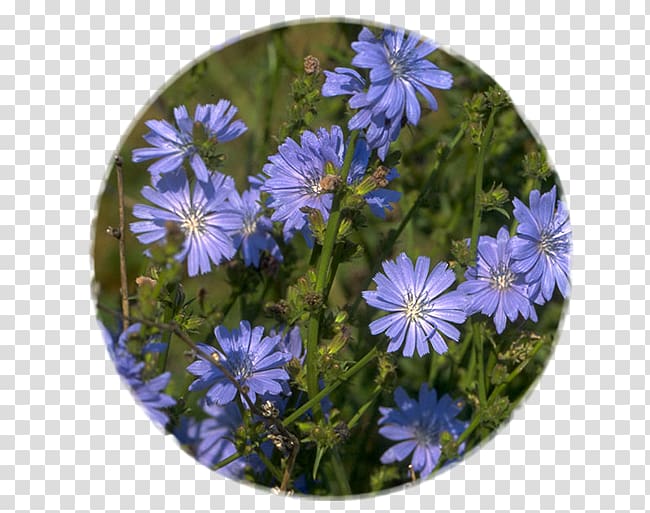Chicory Flower Medicinal plants Chicorée industrielle, ipoh malaysia transparent background PNG clipart