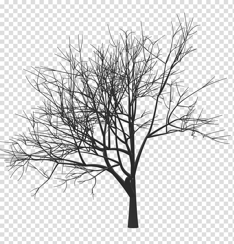 Tree Drawing Woody plant Twig Monochrome, mark zuckerberg transparent background PNG clipart