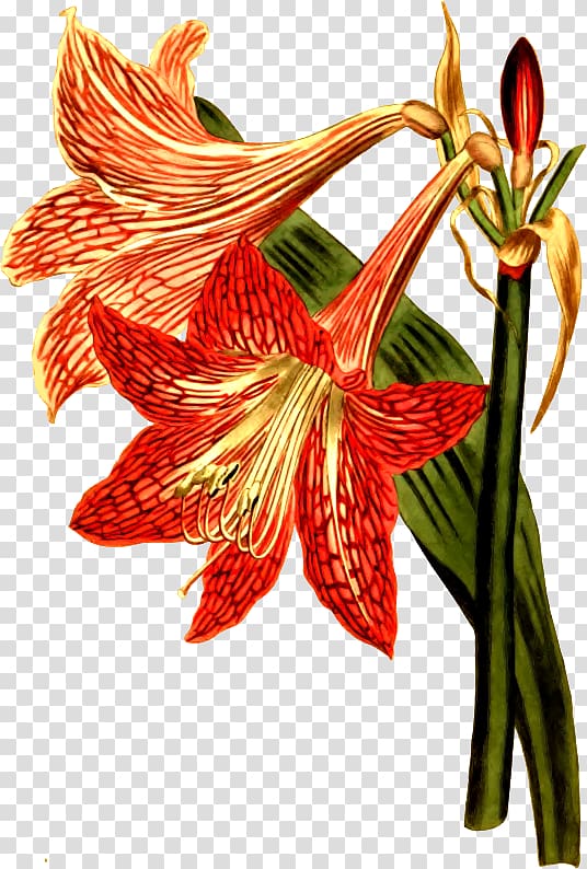 Botany Amaryllis Flower Botanical illustration Engraving, flower transparent background PNG clipart