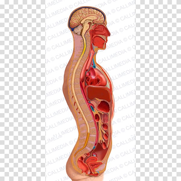 Sagittal plane Homo sapiens Torso Anatomy Human body, Endocrine System transparent background PNG clipart