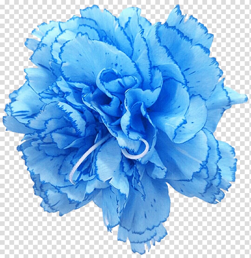Carnation Rose Blue Cut flowers, blue pea flower transparent background PNG clipart