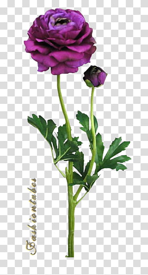 Garden roses Cabbage rose Cut flowers Anemone Petal, fleurs arabesques transparent background PNG clipart thumbnail