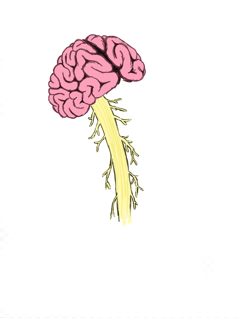 Human brain Spinal cord injury Vertebral column, Brain transparent background PNG clipart