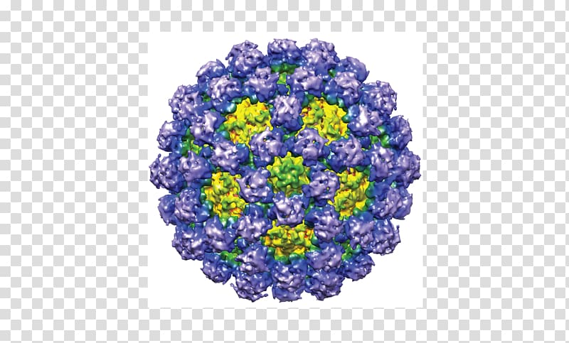 Norovirus gastroenteritis Norwalk virus Capsid Murine norovirus, Chimera transparent background PNG clipart