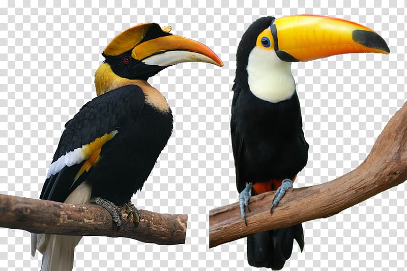 Cute hornbill transparent background PNG clipart