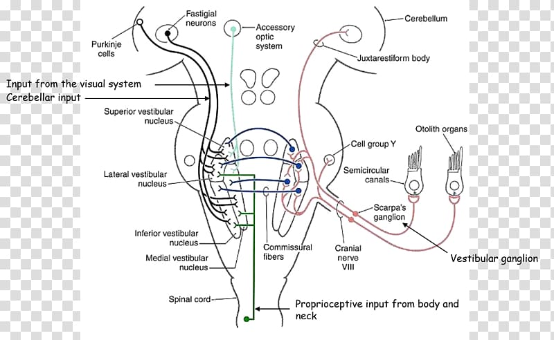 Vestibular system Visual system Eye Vestibular nerve Organ system, Eye transparent background PNG clipart