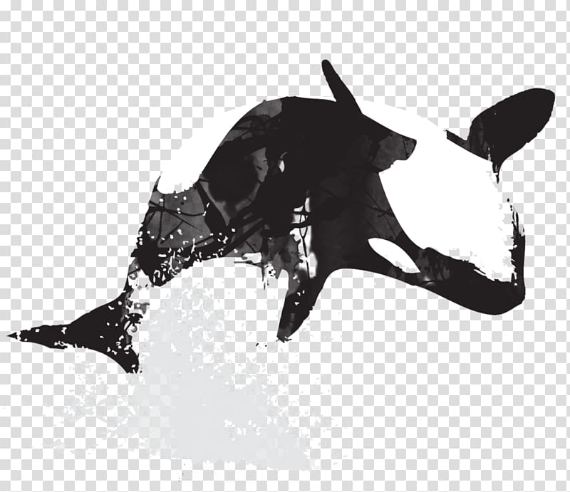 Killer whale Art, animals watercolor transparent background PNG clipart