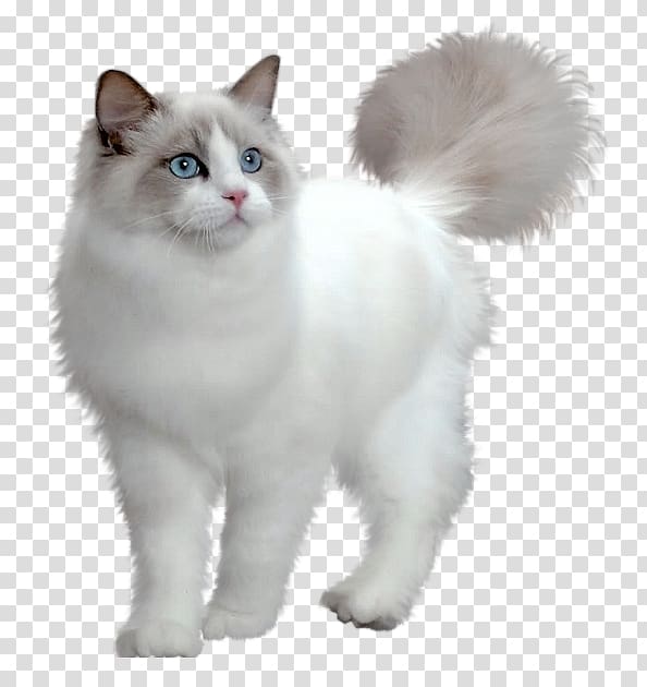 Ragdoll Maine Coon Persian cat Burmese cat Siberian cat, kitten transparent background PNG clipart
