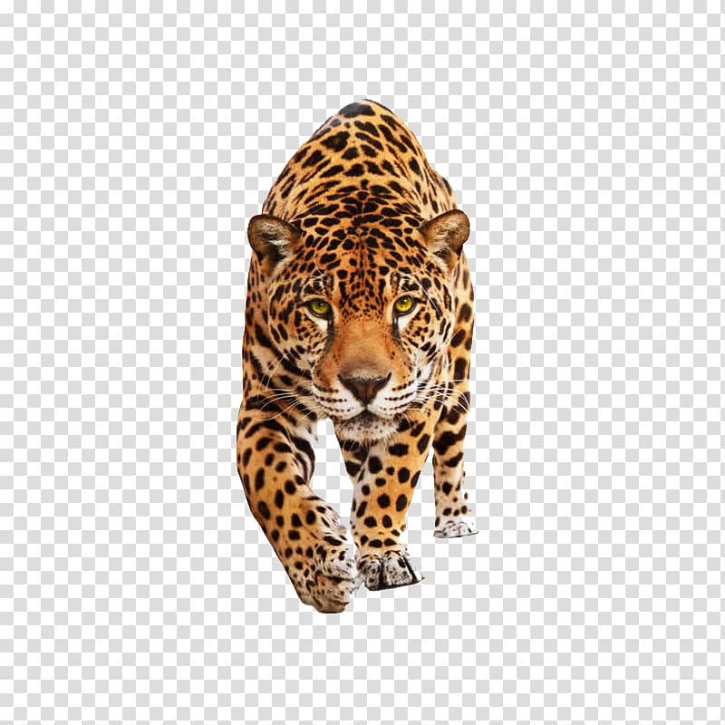 tiger transparent background PNG clipart