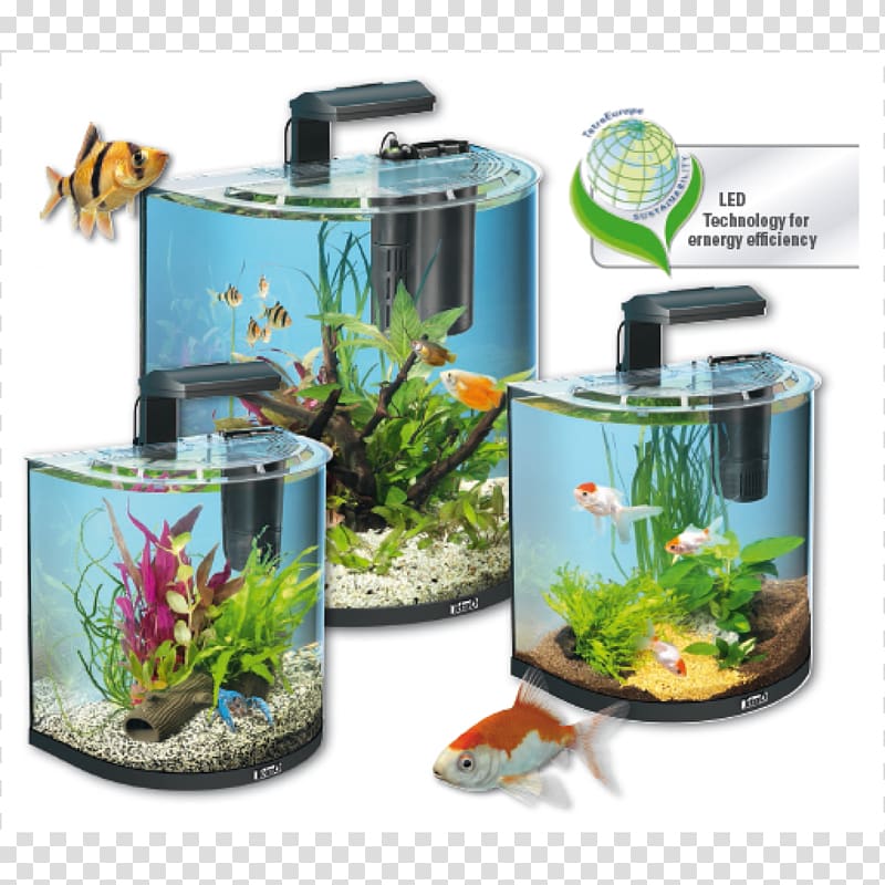 Tetra Aquariums Siamese fighting fish Angelfish, others transparent background PNG clipart