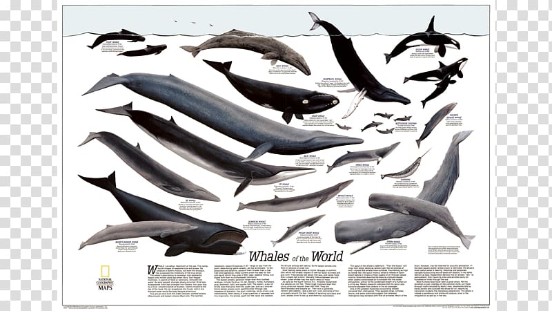 Sperm whale National Geographic Society Cetacea World map, whale transparent background PNG clipart