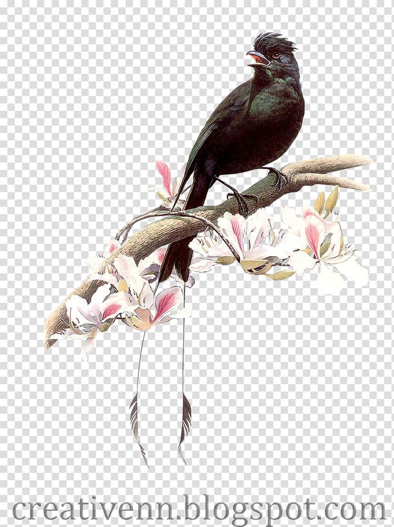 Hummingbird Artist Painting, crow transparent background PNG clipart