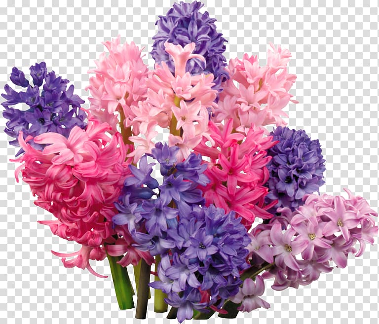 Hyacinth Floral design Flower bouquet Telegram, flower transparent background PNG clipart