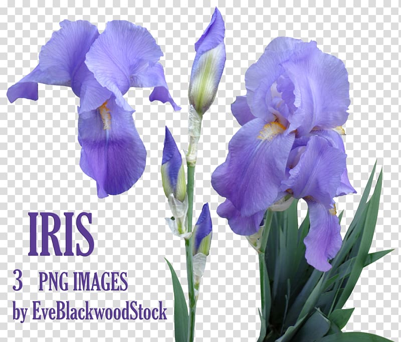 Flower Iris Orris root, purple flower transparent background PNG clipart