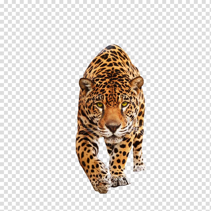Jaguar Felidae Black panther Lion Cat, leopard transparent background PNG clipart