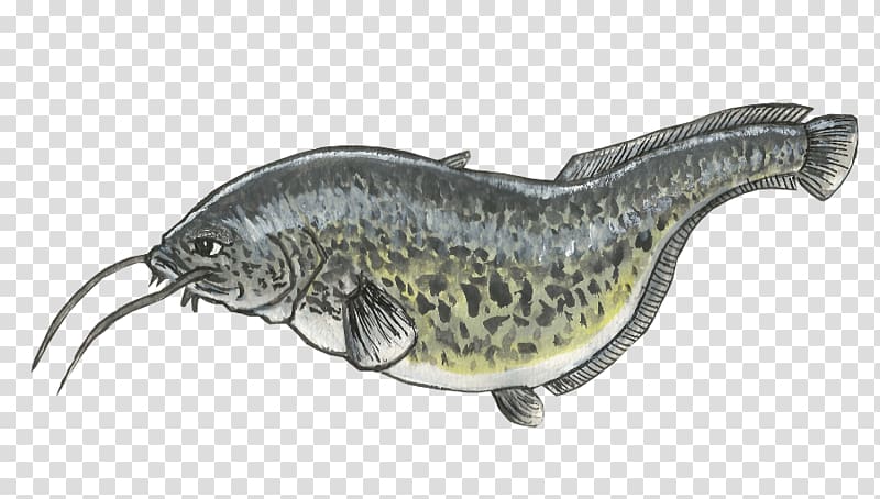Drawing Common carp Catfish, fish koi transparent background PNG clipart