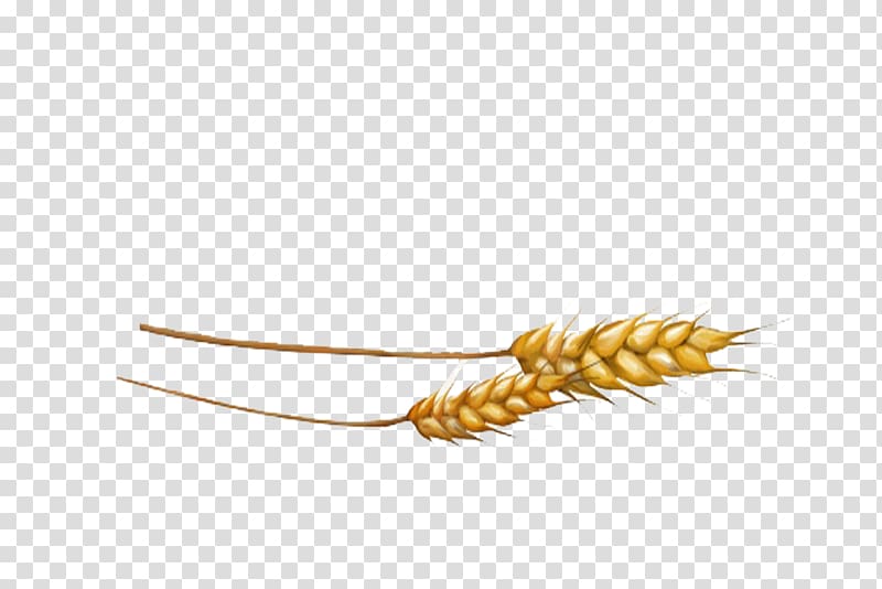 Grasses Commodity Family, Yellow wheat transparent background PNG clipart
