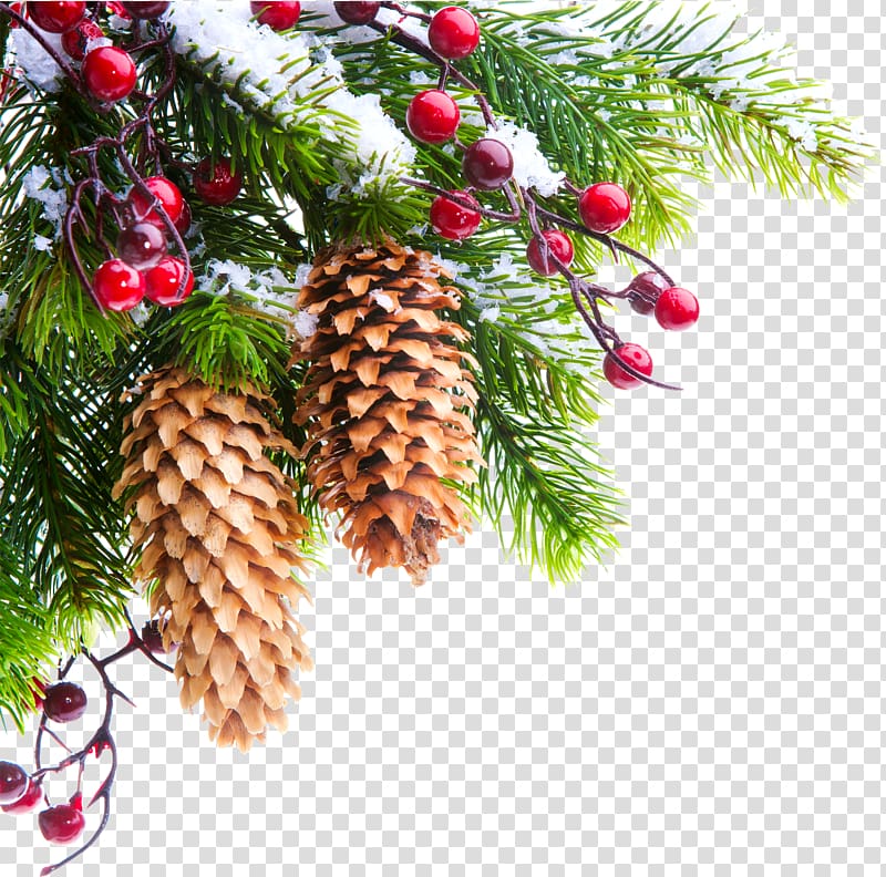 Christmas tree Branch , pine cone transparent background PNG clipart