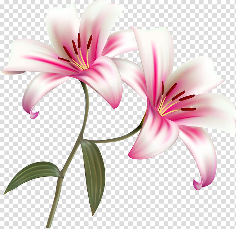 Flower Lilium bulbiferum , flower transparent background PNG clipart