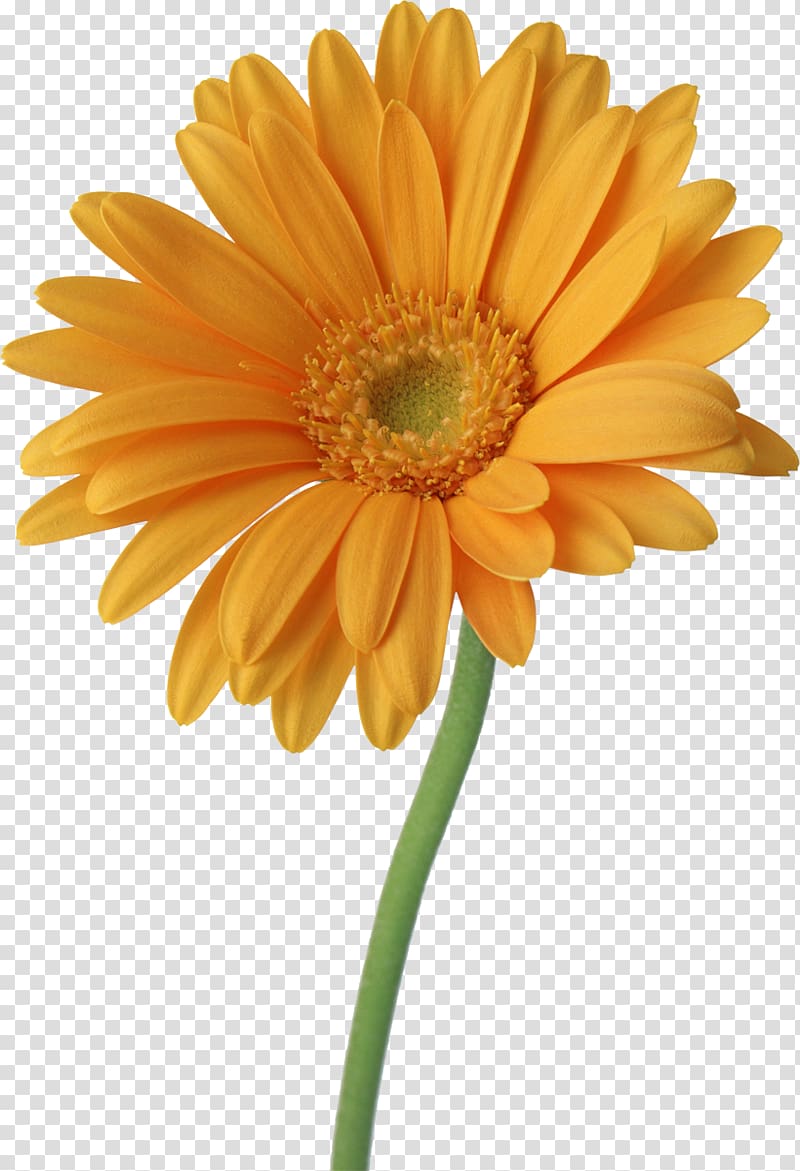 Computer Software , gerbera transparent background PNG clipart